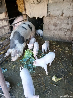scroafa cu 6 purcei de vânzare. 