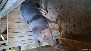 vand porc de sacrificat  - imagine 3