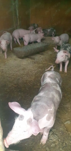 Vand purcei  - imagine 2