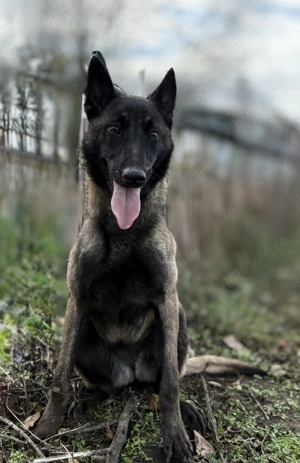 Femela Ciobanesc Malinois cu pedigree - imagine 3