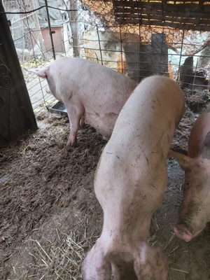 Porci de vânzare pentru Crăciun