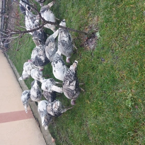 De vanzare curcanii si curcii - imagine 2