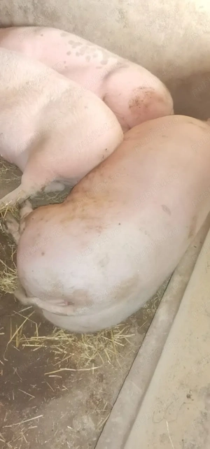 Porci de sacrificat, rasa de carne  - imagine 4
