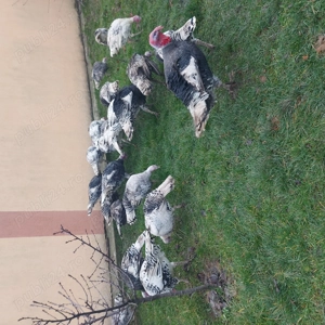 De vanzare curcanii si curcii - imagine 3