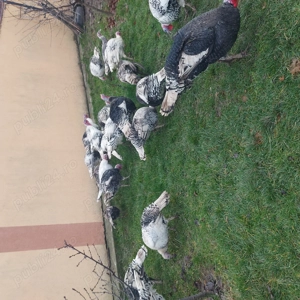 De vanzare curcanii si curcii - imagine 4