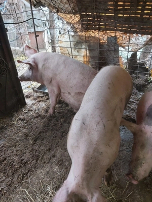 Porci de vânzare pentru Crăciun - imagine 3
