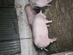 porc de vanzare  - imagine 5