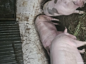 porc de vanzare  - imagine 4