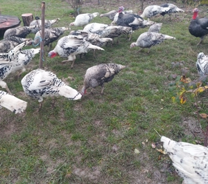 De vanzare curcanii si curcii - imagine 5