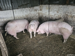 porc de vanzare  - imagine 2