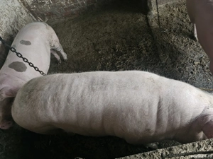 porc de vanzare  - imagine 3