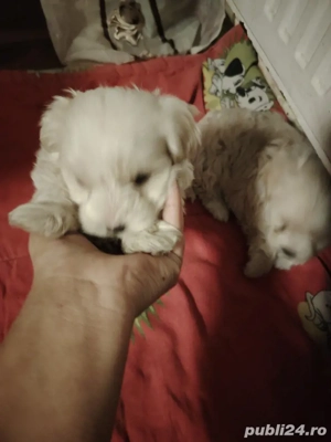 Bichoni maltezi  - imagine 2