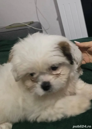 catelusi shitzu  - imagine 5