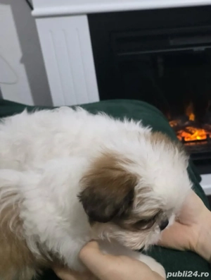 catelusi shitzu  - imagine 4