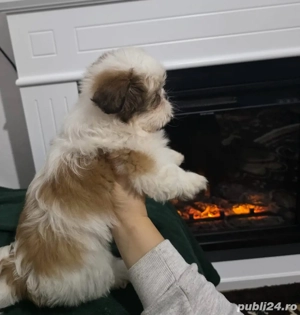 catelusi shitzu  - imagine 2