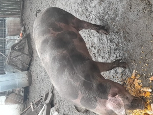 Porc de vanzare  - imagine 2