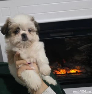 catelusi shitzu  - imagine 3