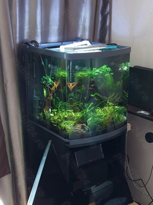 Acvariu 130l, cu pesti, plante, driftwood, roci, substrat, suport si accesorii.