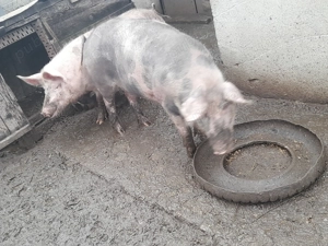 Porc de vanzare  - imagine 3