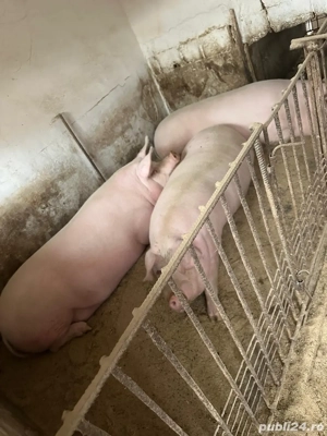 Porc de casa - imagine 2