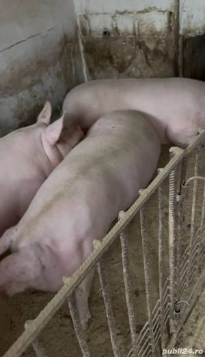 Porc de casa - imagine 3