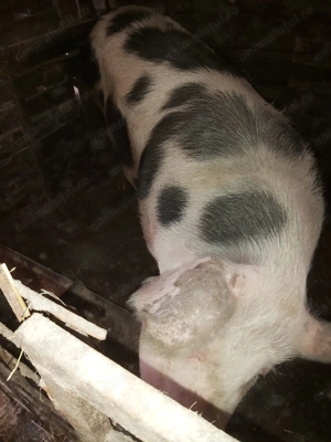 Porc de vanzare - imagine 2