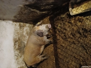 porc pt sacrificat - imagine 2