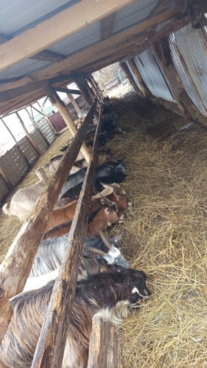 Capre tinere de vânzare  - imagine 2