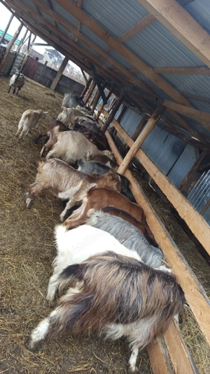 Capre tinere de vânzare 