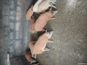 Vind Purcei de rasa Mangalita  - imagine 1