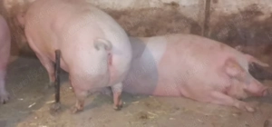 Porci de sacrificat, rasa de carne  - imagine 5