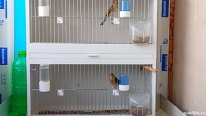 Păsări de cântec - imagine 3