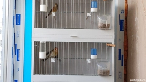 Păsări de cântec - imagine 2