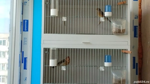 Păsări de cântec - imagine 4