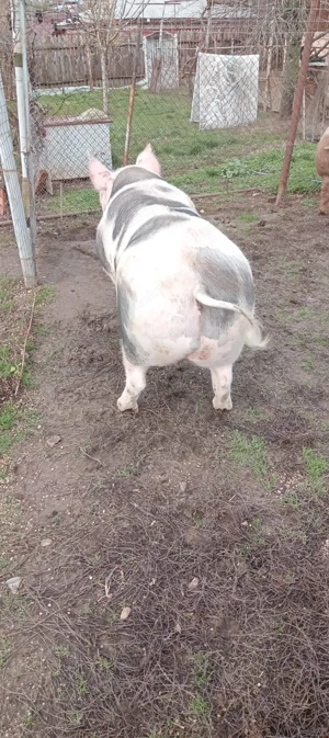 Porc de vânzare  - imagine 6