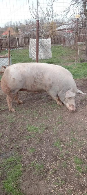 Porc de vânzare  - imagine 5