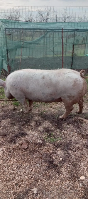 Porc de vânzare  - imagine 2