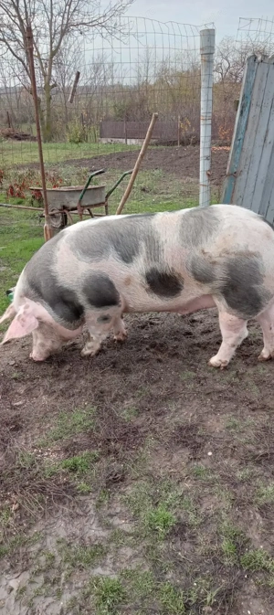 Porc de vânzare  - imagine 3