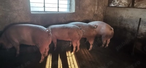 De vânzare la 5 min de Cluj  porci de sacrificat rasa de carne - imagine 2