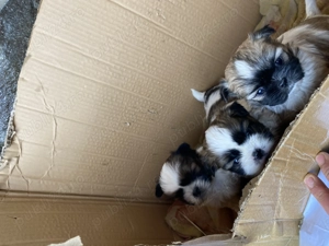 Căței de vânzare.                                                                                    - imagine 2