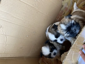 Căței de vânzare.                                                                                   