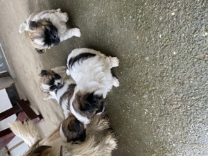 Căței de vânzare.                                                                                    - imagine 5