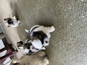 Căței de vânzare.                                                                                    - imagine 4