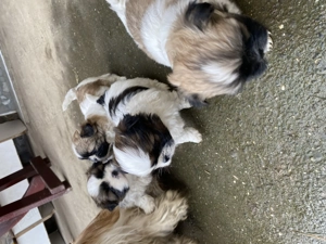 Căței de vânzare.                                                                                    - imagine 3