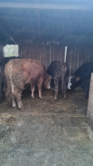 Tauri si jurinca de vanzare - imagine 2