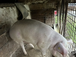 Vand porc pentru sacrificat