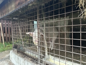 Vand porc pentru sacrificat - imagine 4