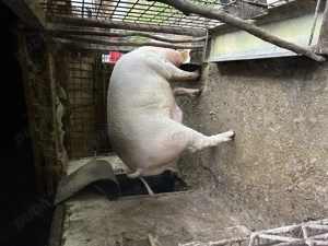 Vand porc pentru sacrificat - imagine 3