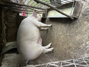 Vand porc pentru sacrificat - imagine 2