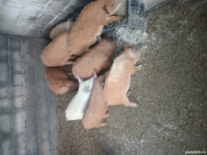 Vind Purcei de rasa Mangalita  - imagine 2